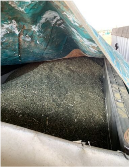 (Left) An image of the consistency of biomass out of the combine harvester from field Hercules. (Right) Image showing the consistency of Biomass directly from the combine.