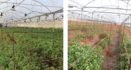 At 45 days growth, the RZTO-cooled Peruvian lilies (shown on the left in the image below) were full of buds and already flowering.