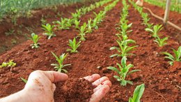 Ag-tech Innovator Roots Ramps Up Cutting-Edge Root Zone Cooling Technology Commercialisation