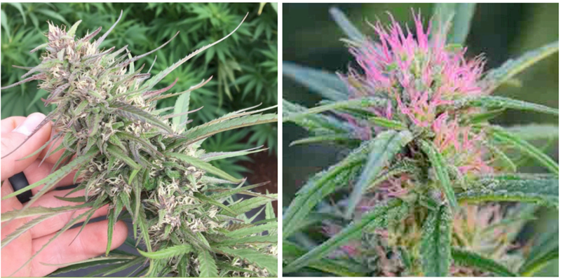 Flower from T2 strain & flower of Berry Blossom