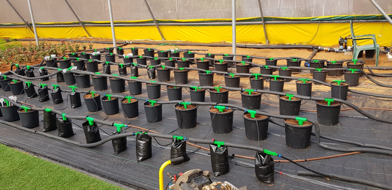 The T-shaped stub installed above pots at Roots’ research and development hub in central Israel